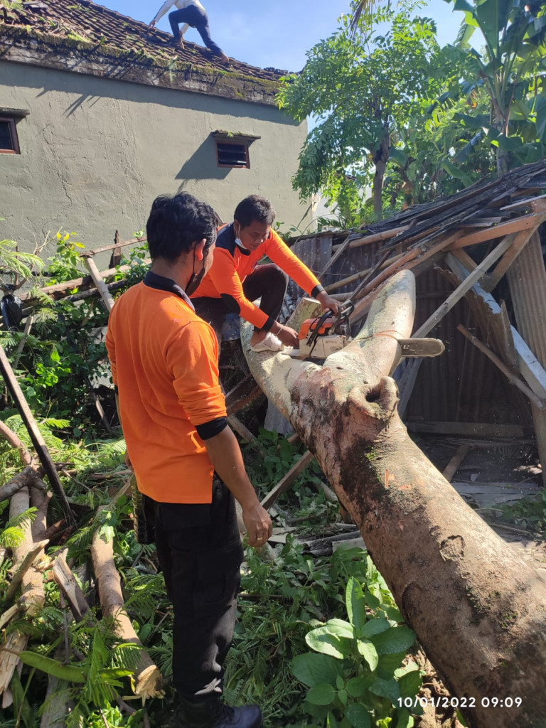 Pohon Tumbang di Jalan Raya Padonan, Banjar Tibubeneng, Desa Tibubeneng, Kecamatan Kuta Utara Tanggal 10 Januari 2022